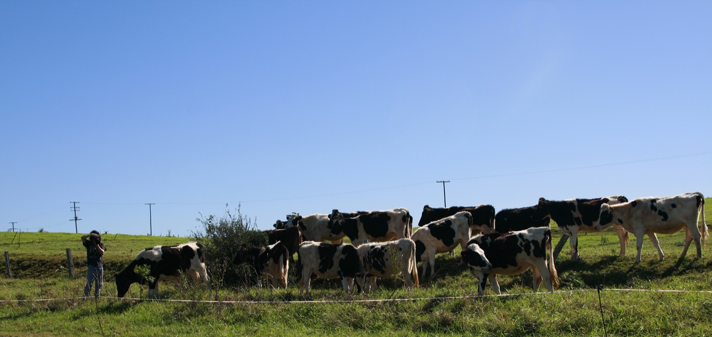 HolyGreenCow - Current work